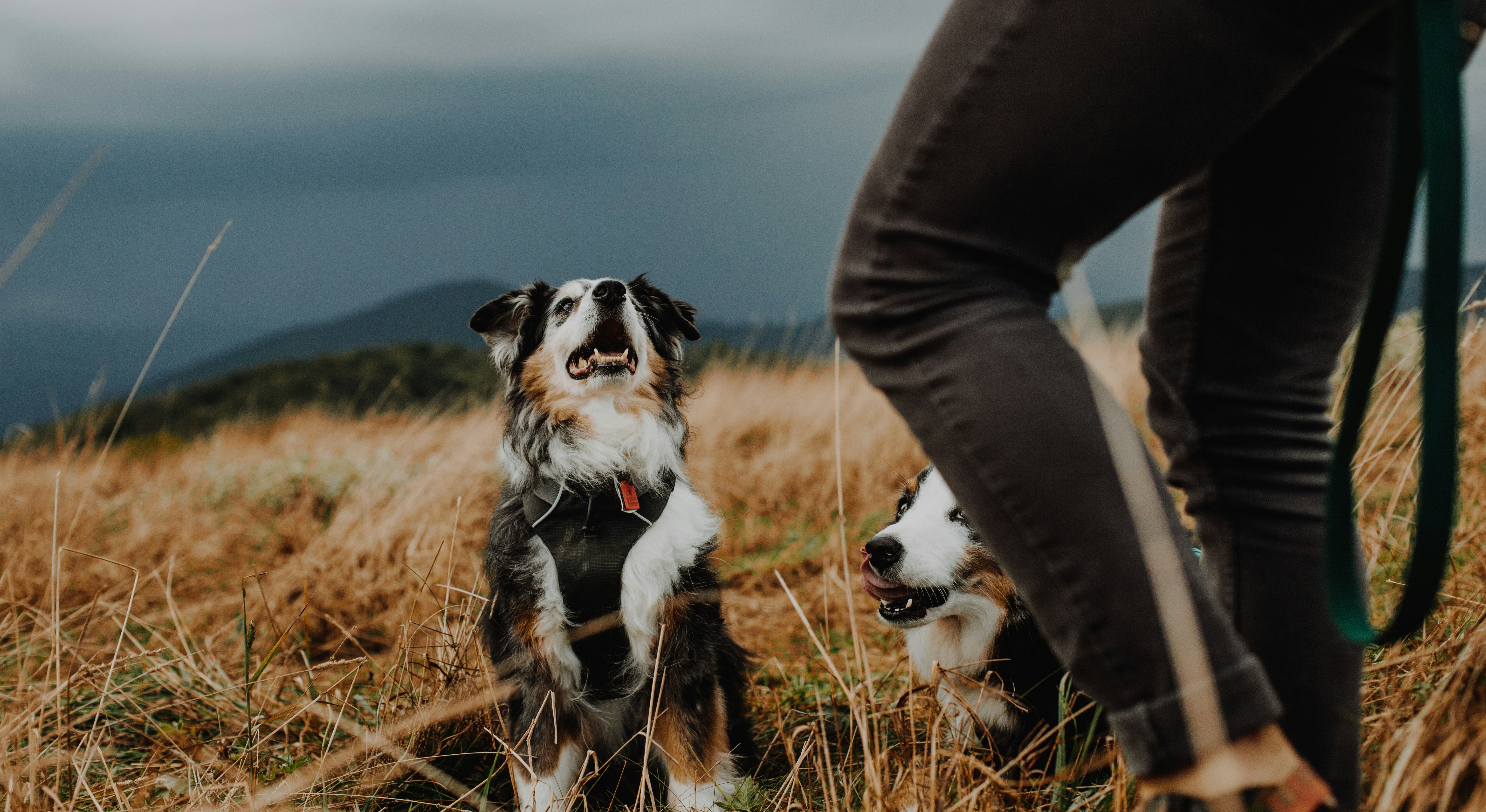 Long Haired White And Black Dog Photo Free Dog Image On Unsplash