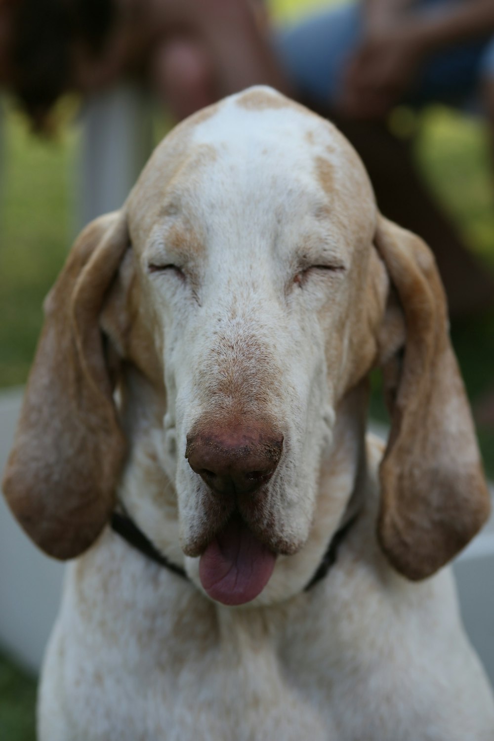 short-coated white and brown dog