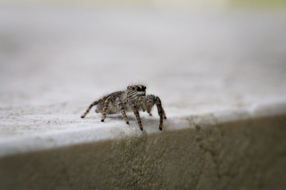 brown jumping spider in macro photography