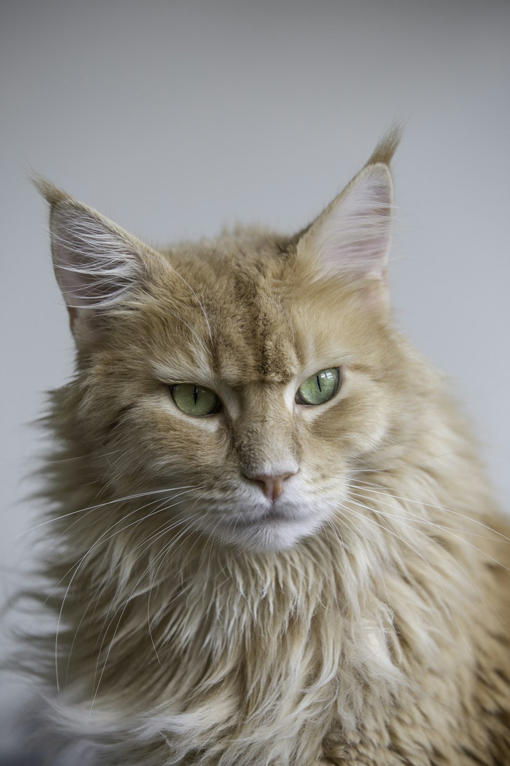 Photo de mise au point superficielle de chat orange