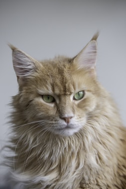 Placeholder blog image for 'What Makes Maine Coons Different?'