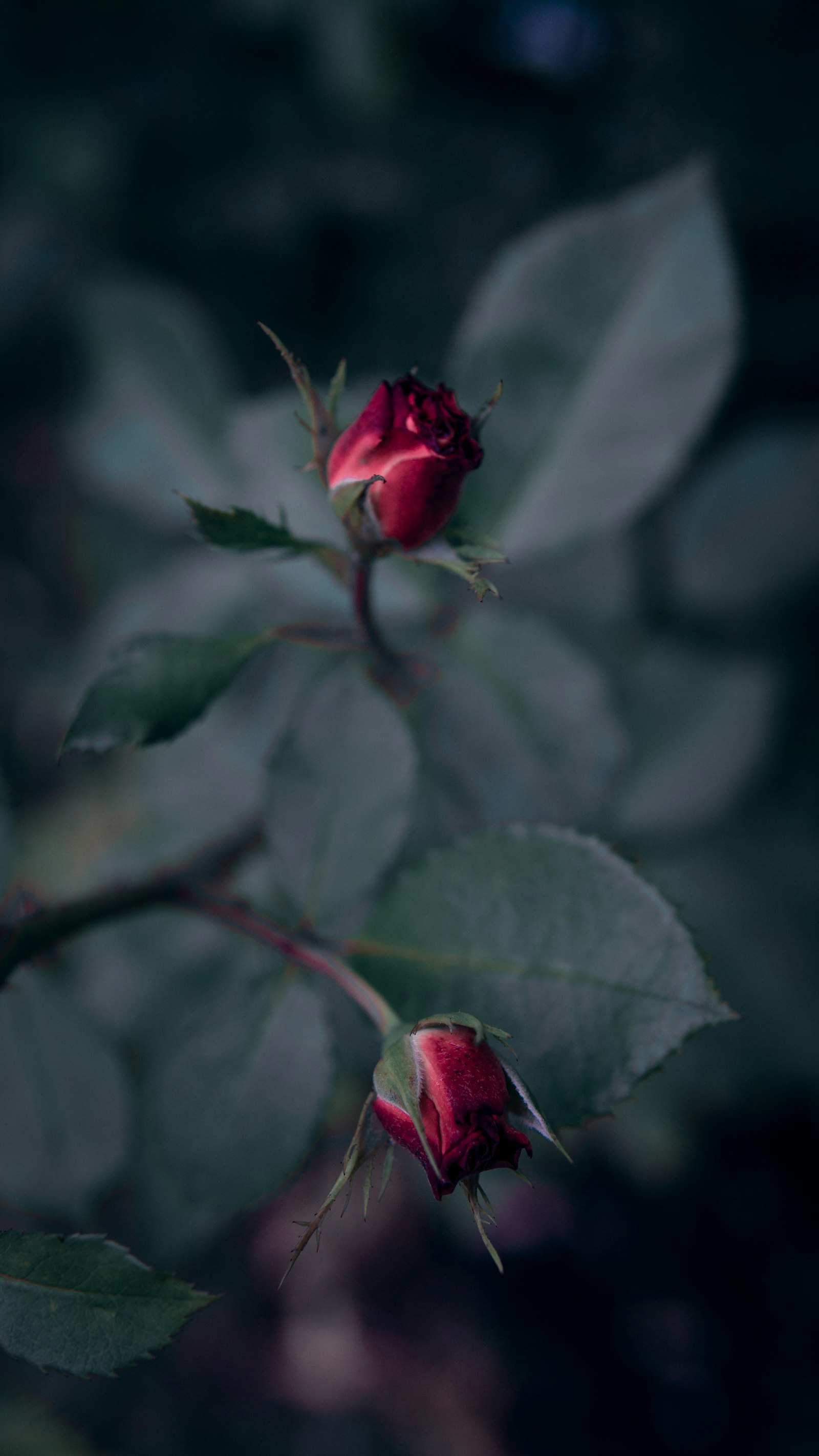 Sony a6000 + Sigma 30mm F1.4 DC DN | C sample photo. Red roses photography