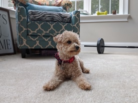 A small curly-haired dog with a red collar is lying on a light-colored carpet in a cozy living room. An upholstered chair with a geometric pattern is in the background, along with a cushion and a decorative sign leaning against the wall. A barbell is placed near a window with some dumbbells visible.