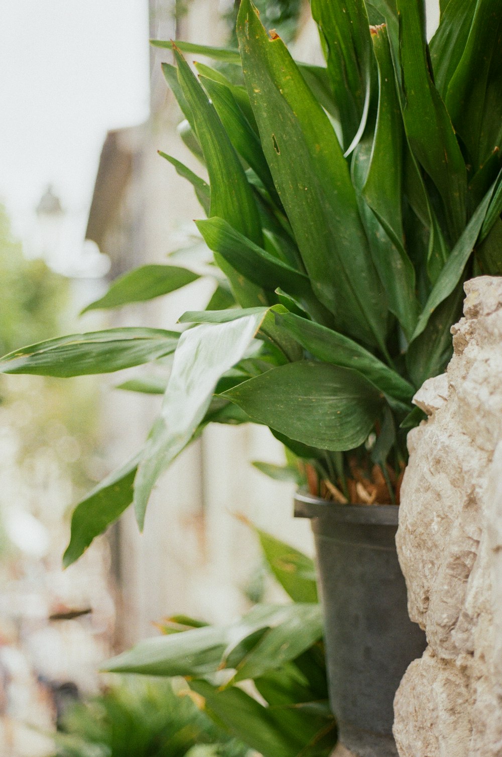 green leafed plant