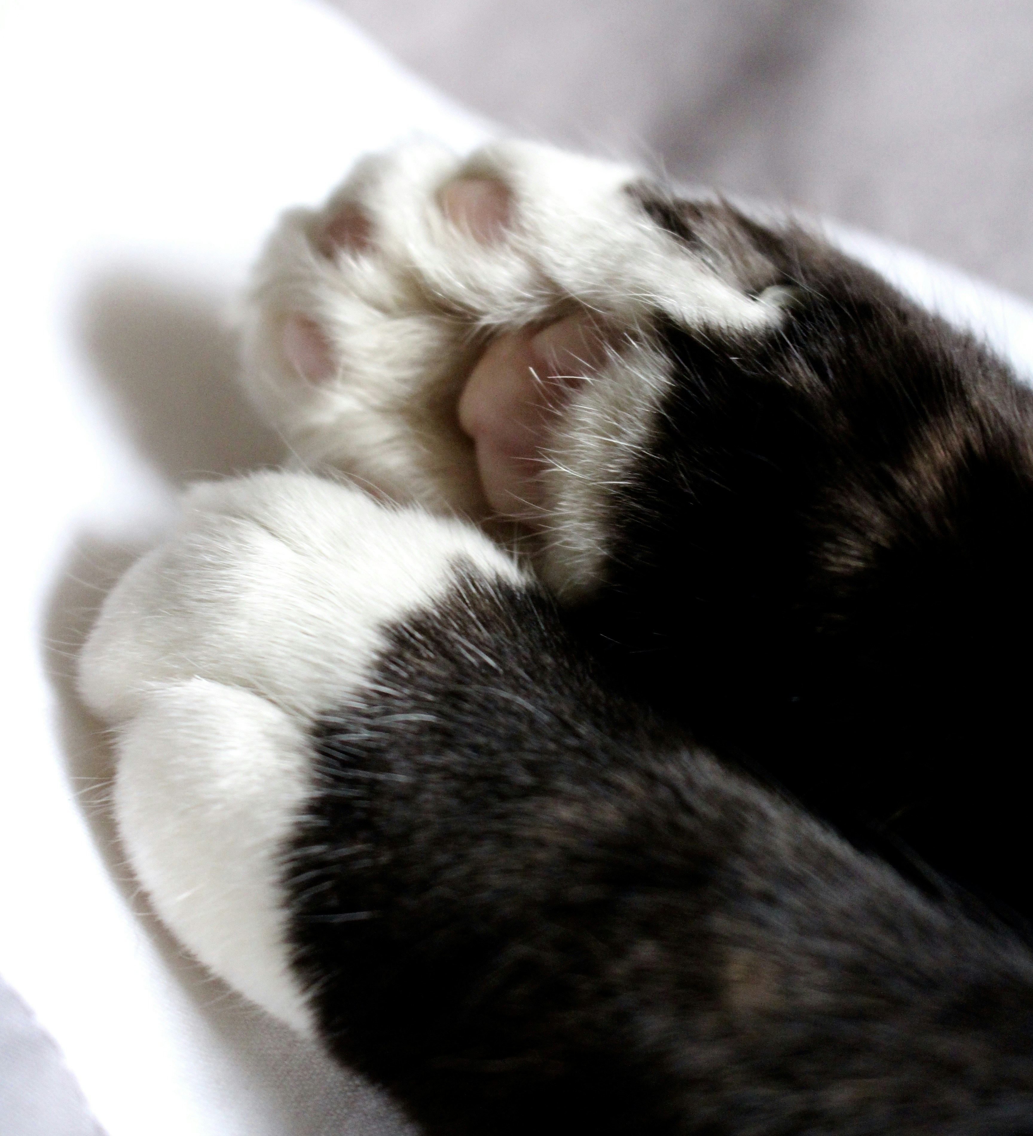 Declawing Is a Simple, Harmless Procedure (image credits: unsplash)