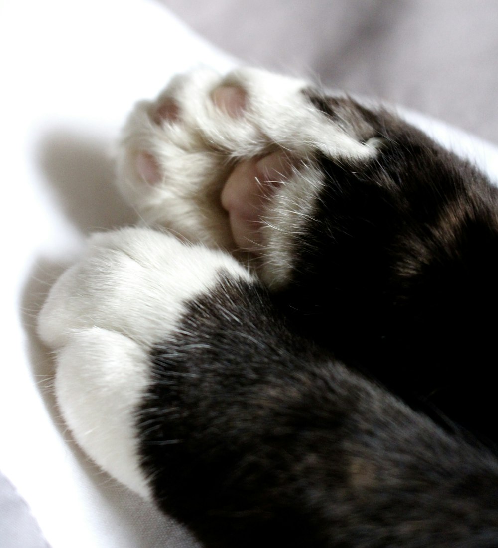 cat feet