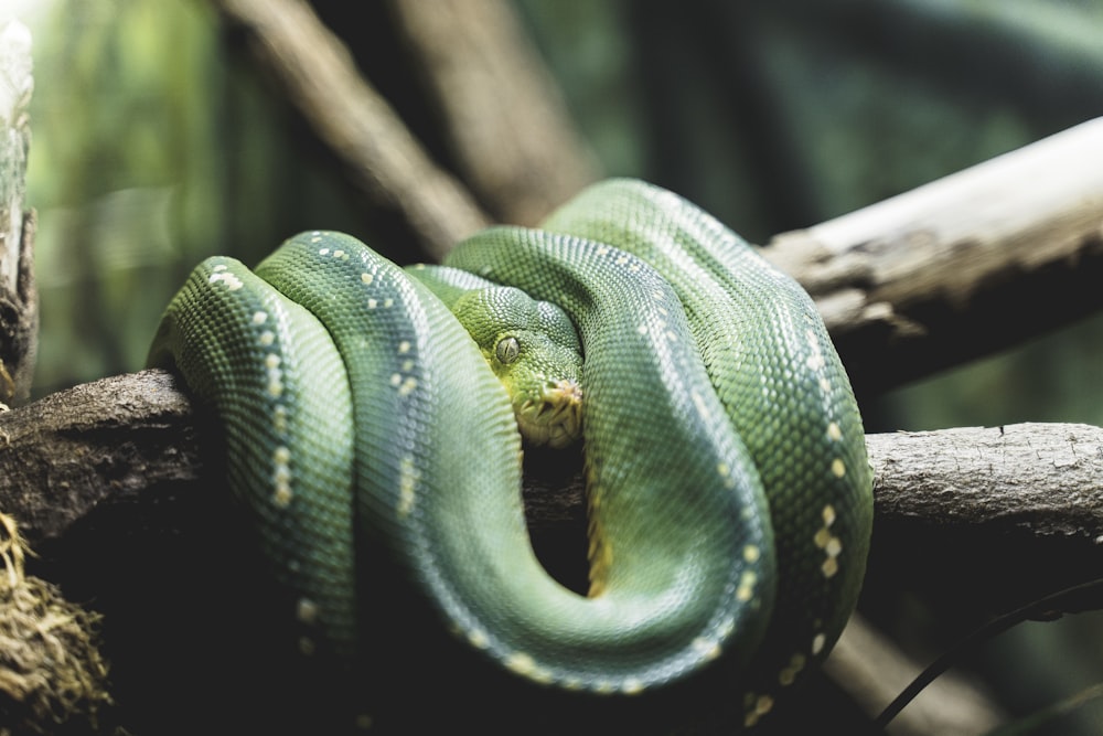 green snake wrapped around brown branch