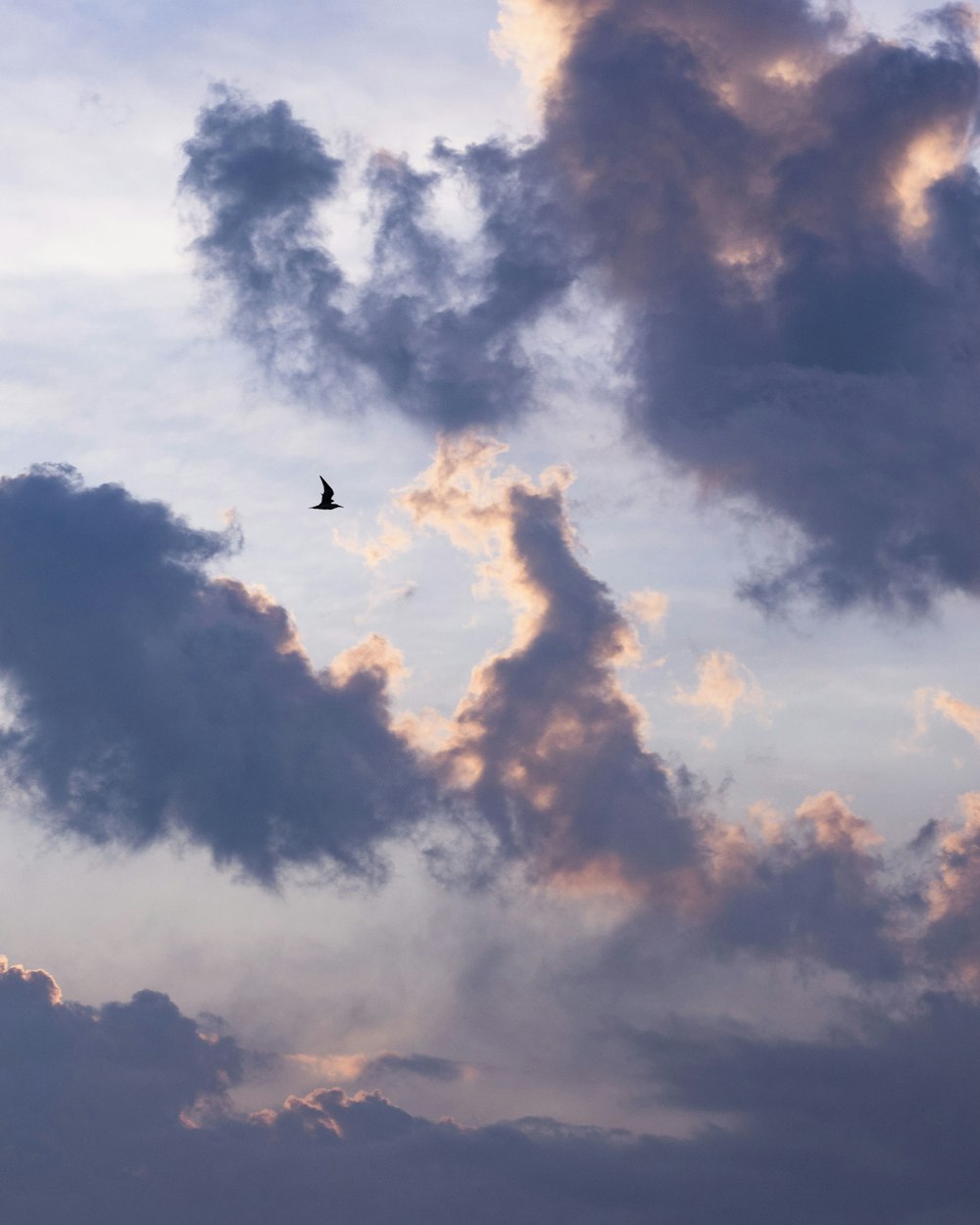 Vogel, der tagsüber in der Luft fliegt