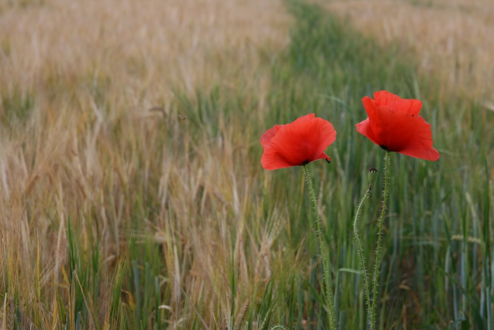 two red petaled flowers