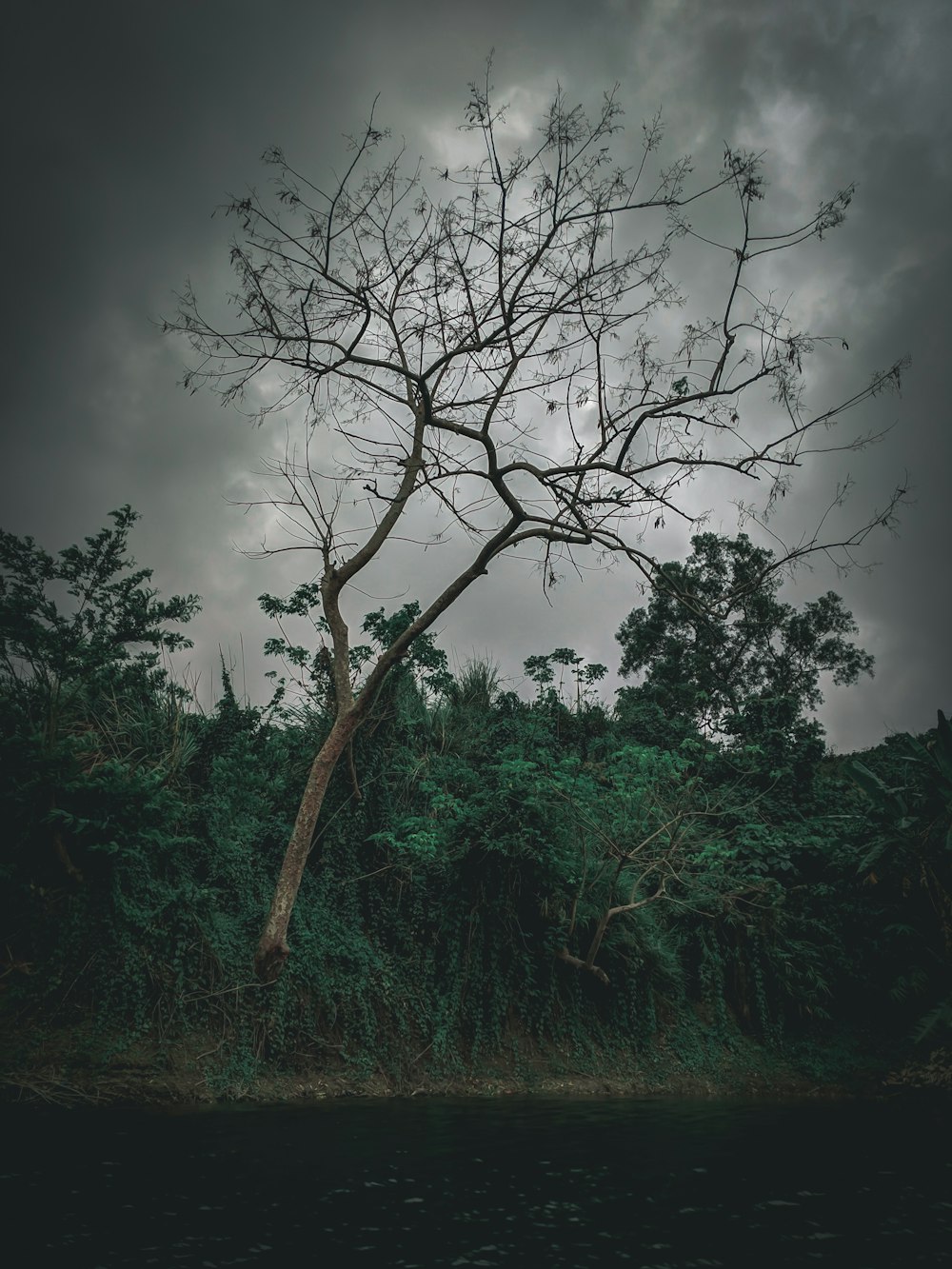 arbre sans feuilles