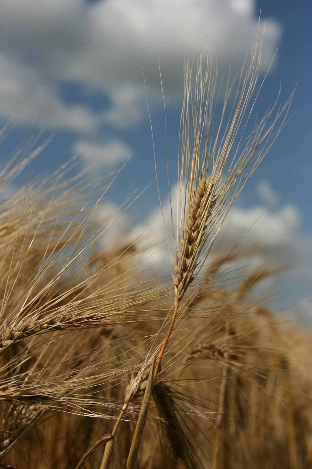 wheat plant