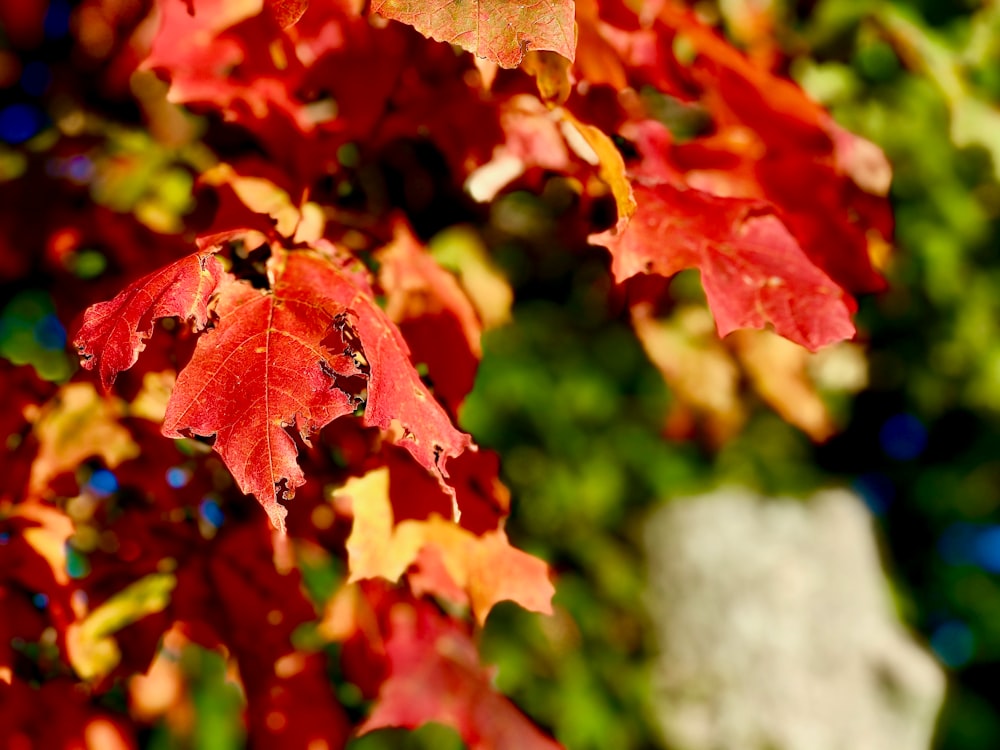 Feuille d’érable rouge