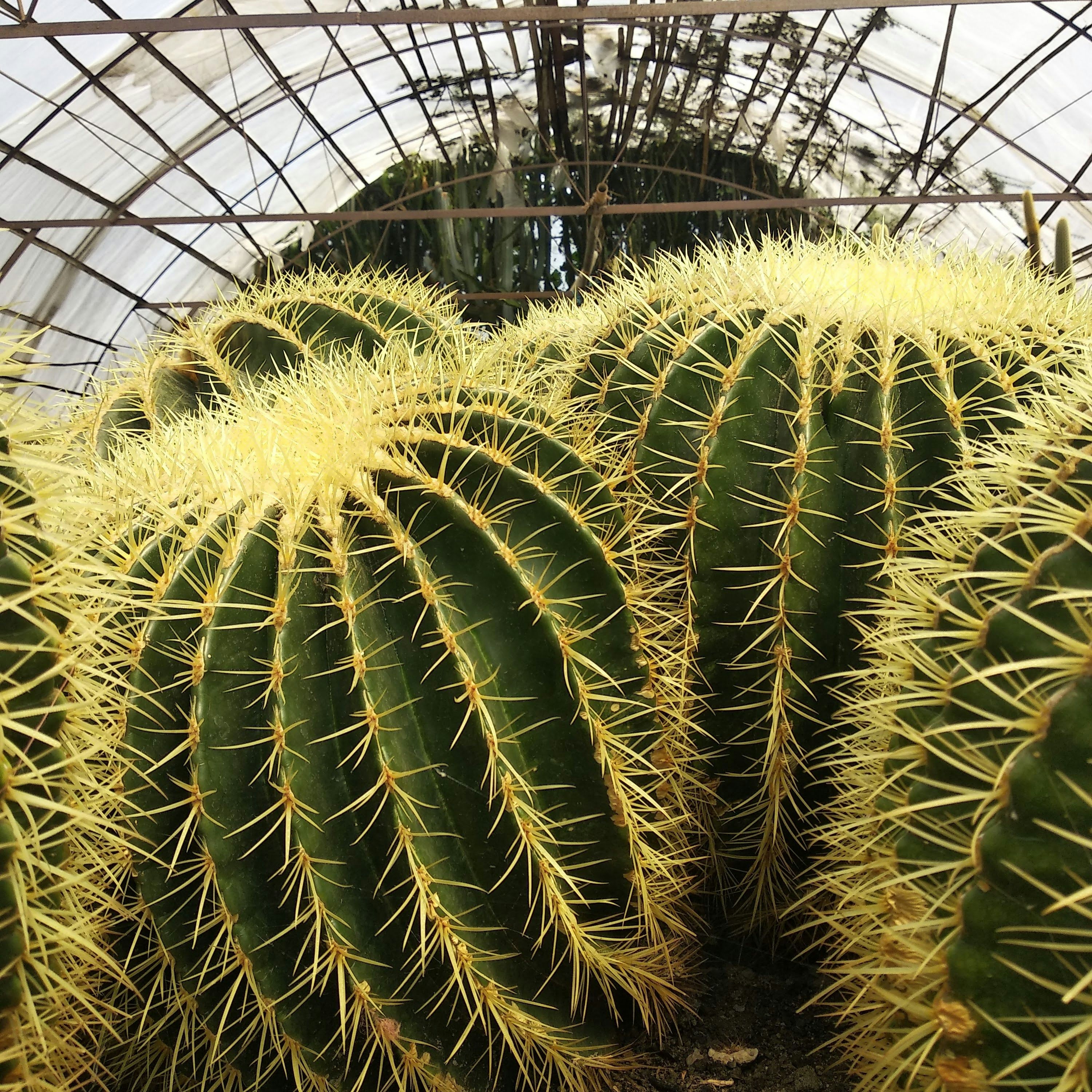 Button cactus - a small spherical green cactus with button-like tubercles