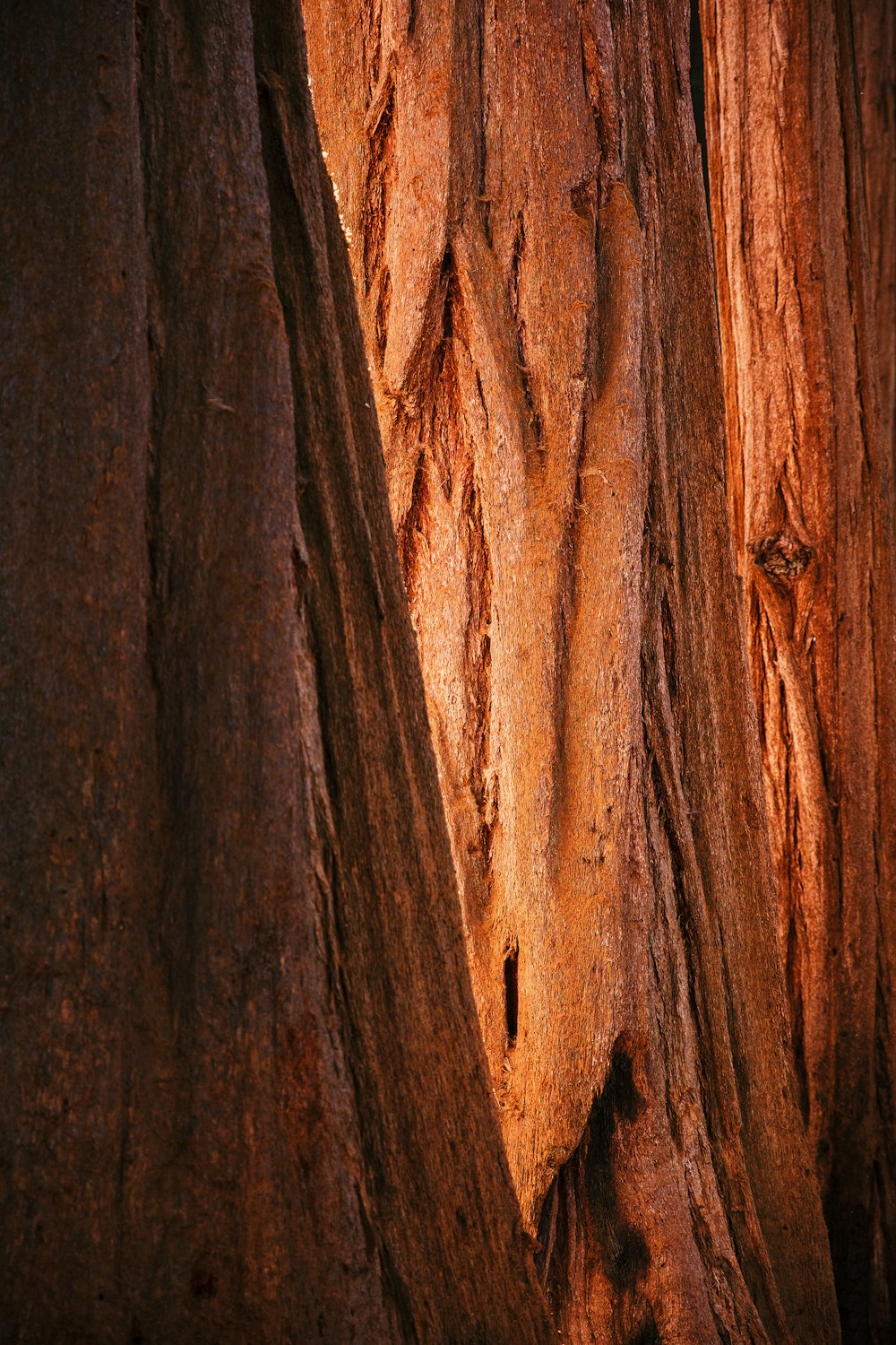 a group of trees that are next to each other