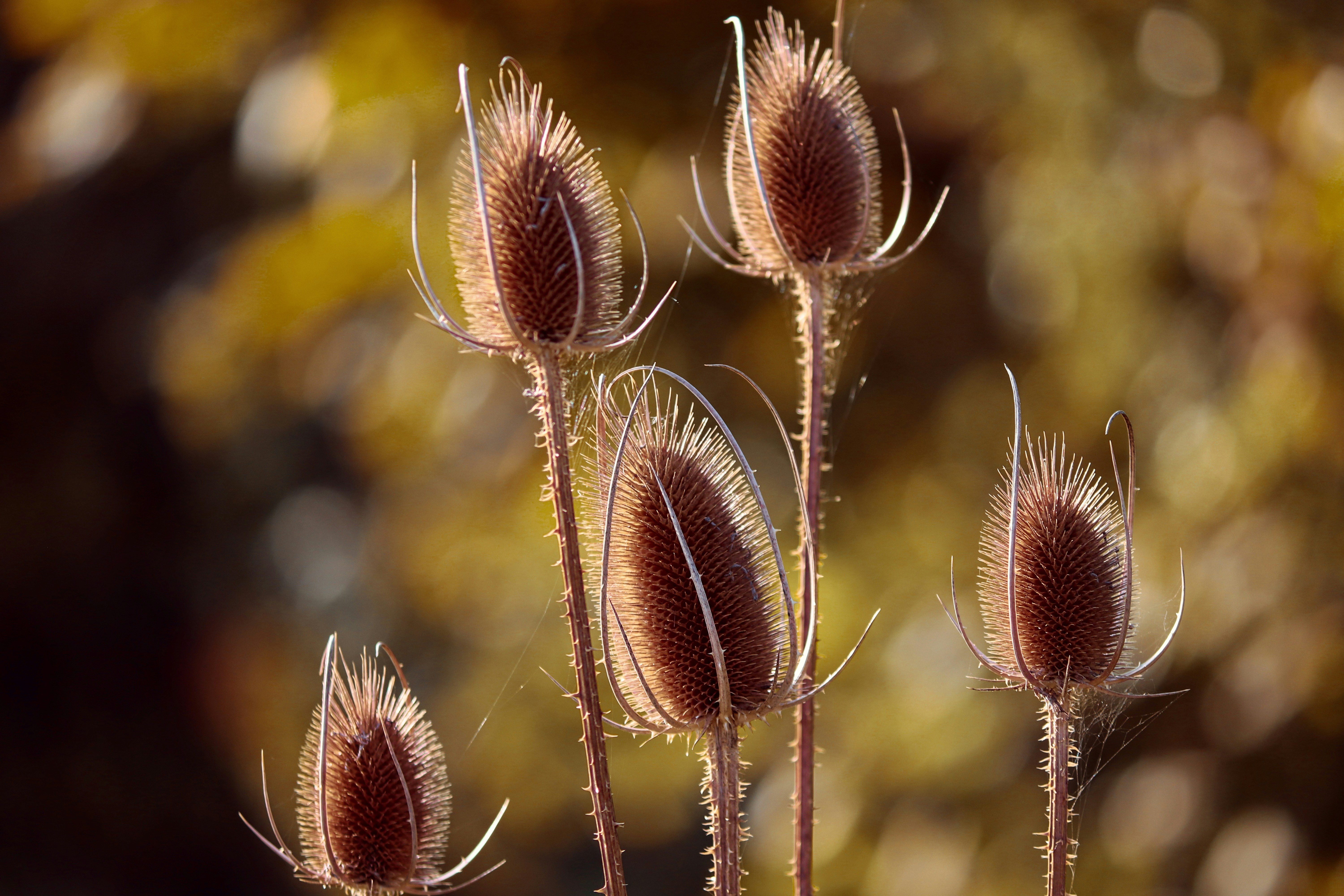 brown flowrs