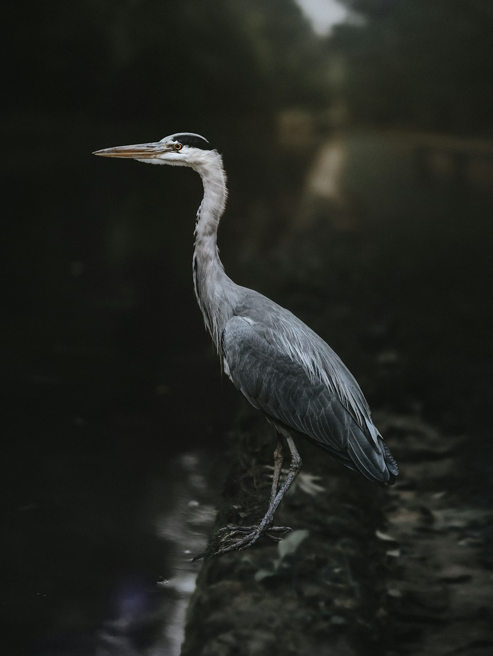 Schwarzer und weißer Vogel tagsüber