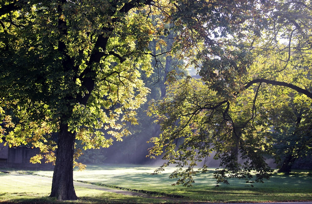 green-leafed trees during daytime