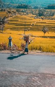 A person walks along a road carrying a bundle of foliage, with expansive yellow rice terraces stretching into the distance. Mountains loom in the background under a clear sky. Palm trees and a stone marker stand by the road.