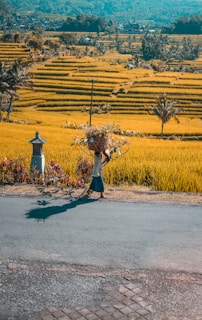 A person walks along a road carrying a bundle of foliage, with expansive yellow rice terraces stretching into the distance. Mountains loom in the background under a clear sky. Palm trees and a stone marker stand by the road.