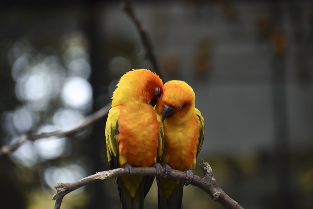 shallow focus photo of orange parrots
