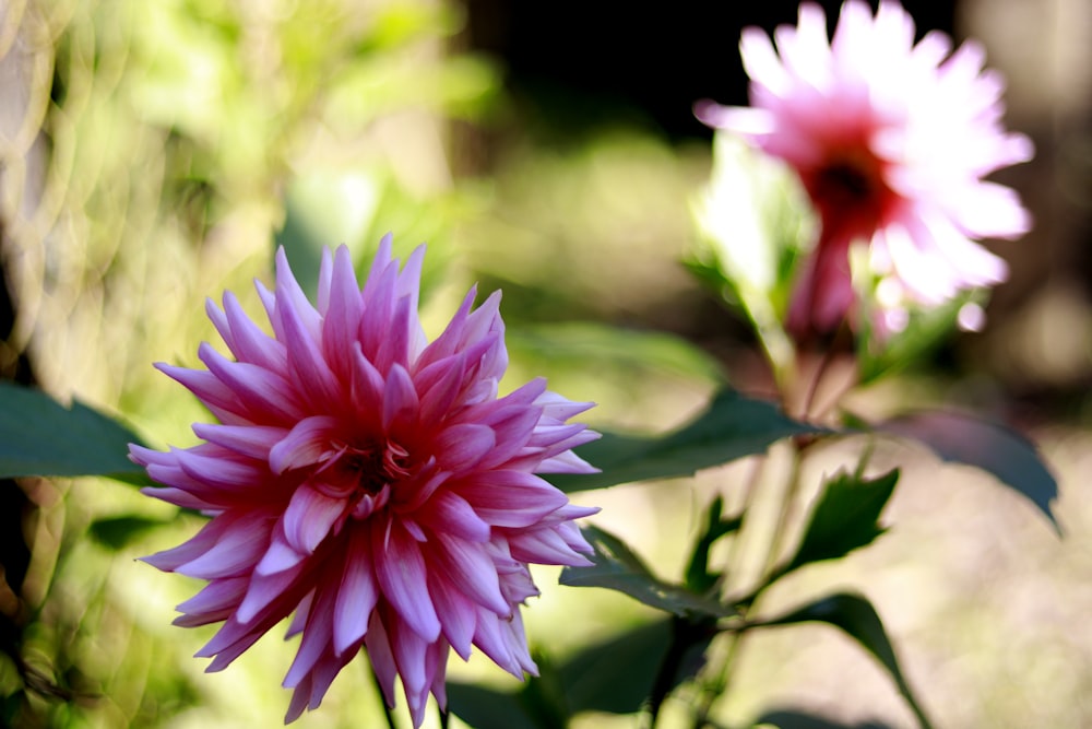 selective focus photography of white-pink petaled flowers