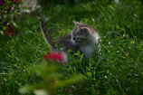 A curious kitten exploring a garden, dressed in a delicate floral outfit handcrafted with love.