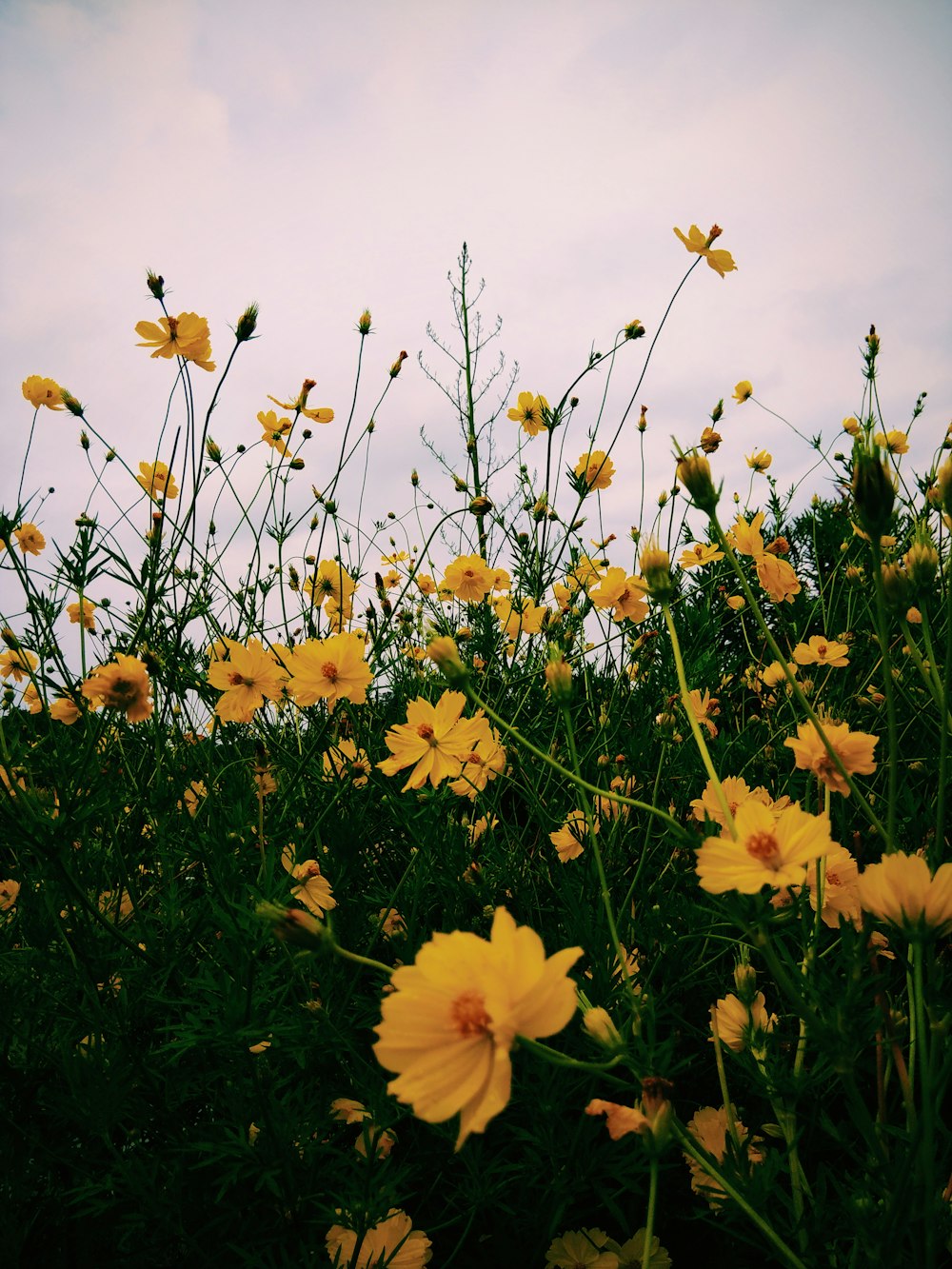 yellow-petaled flower field during daytime