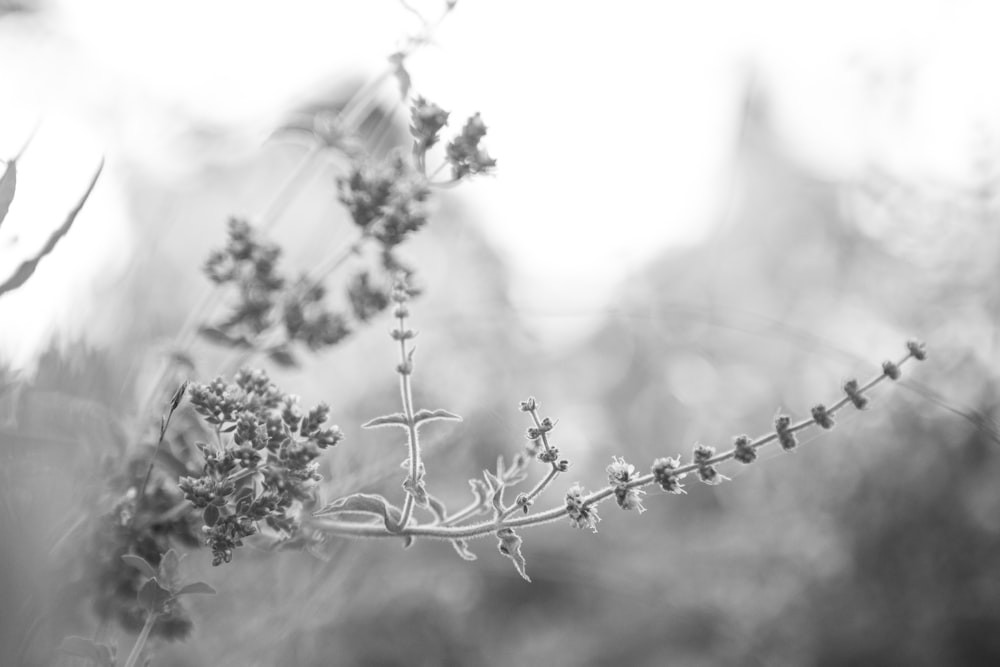 green-leafed plant