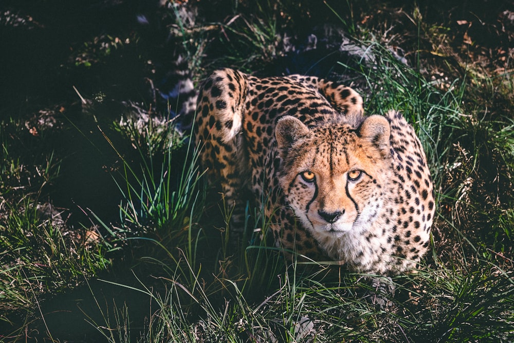 Ein Gepard, der im Gras liegt und in die Kamera schaut