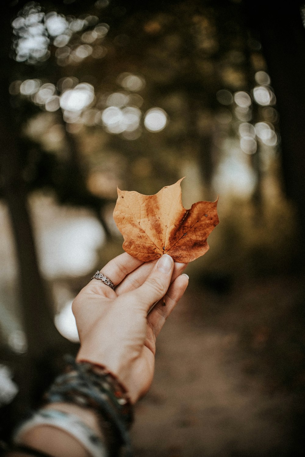 person holds brown leaf