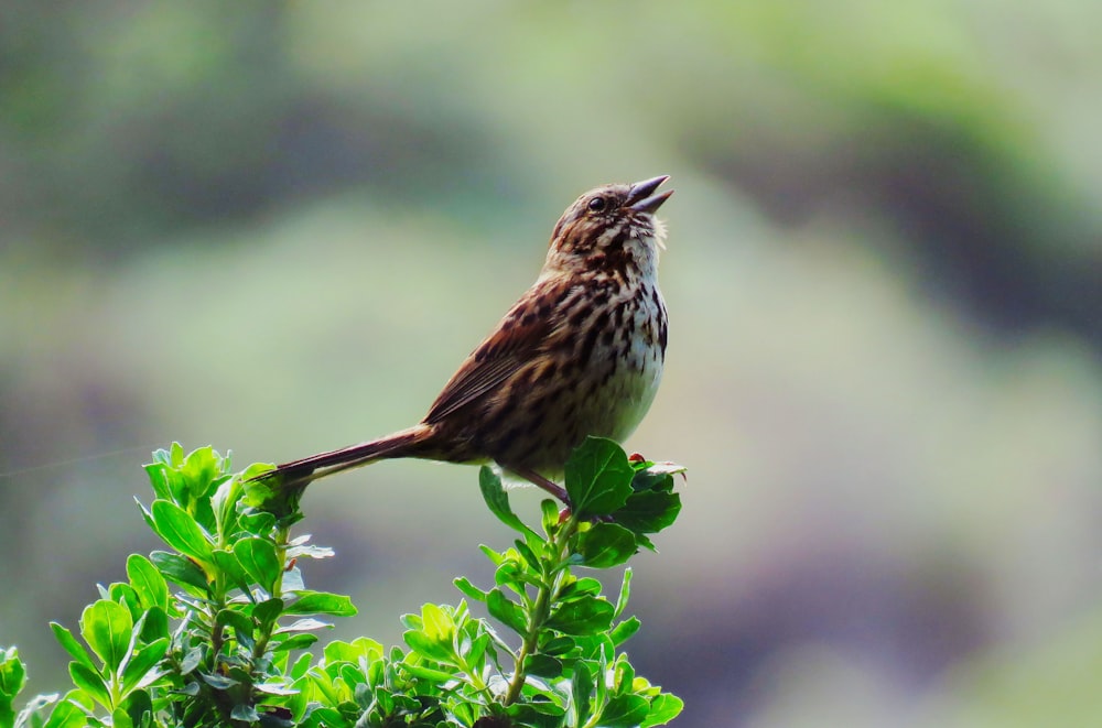 brown and gray bird