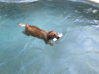 A golden retriever proudly holding a rescue buoy in a sparkling lake.