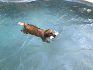 Gioco interattivo cane