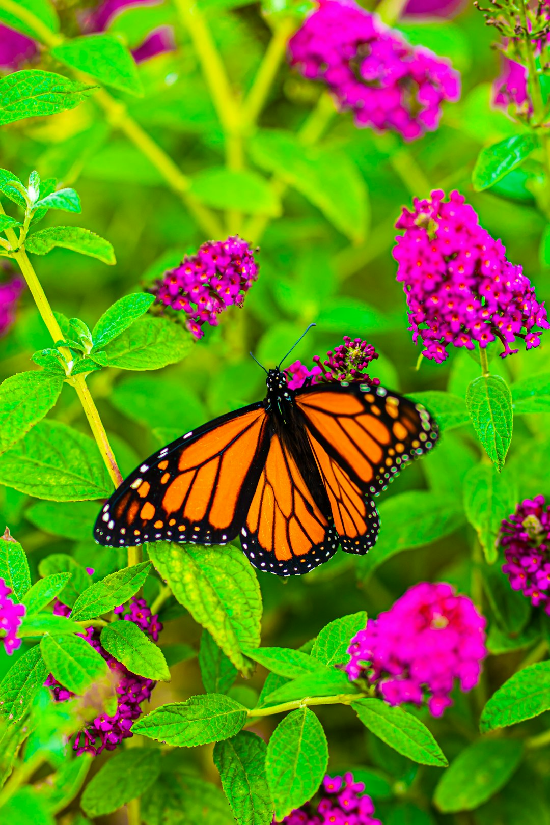 A Monarch butterfly eating sweet nectar from a butterfly bush