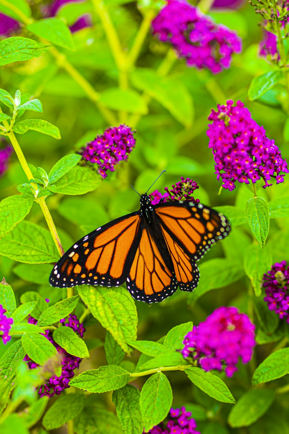 Fotografía de primer plano de la mariposa monarca posándose en la planta