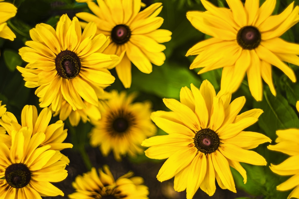 yellow petaled flower