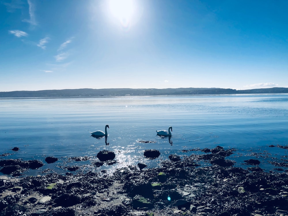 two swan floating on water