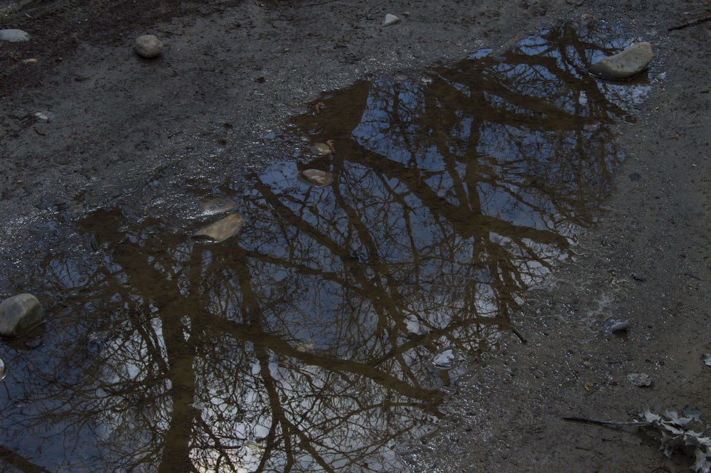 reflections of trees on water