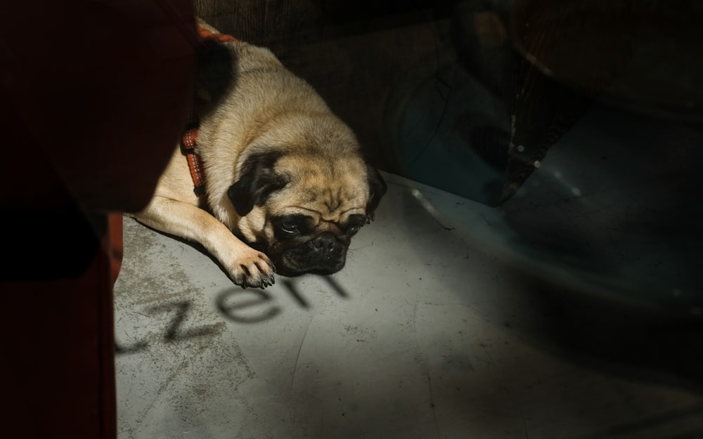 pawn pug on floor