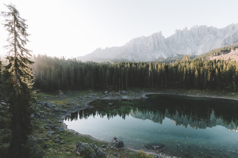 trees facing lake