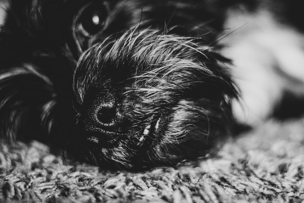 black short-coated dog