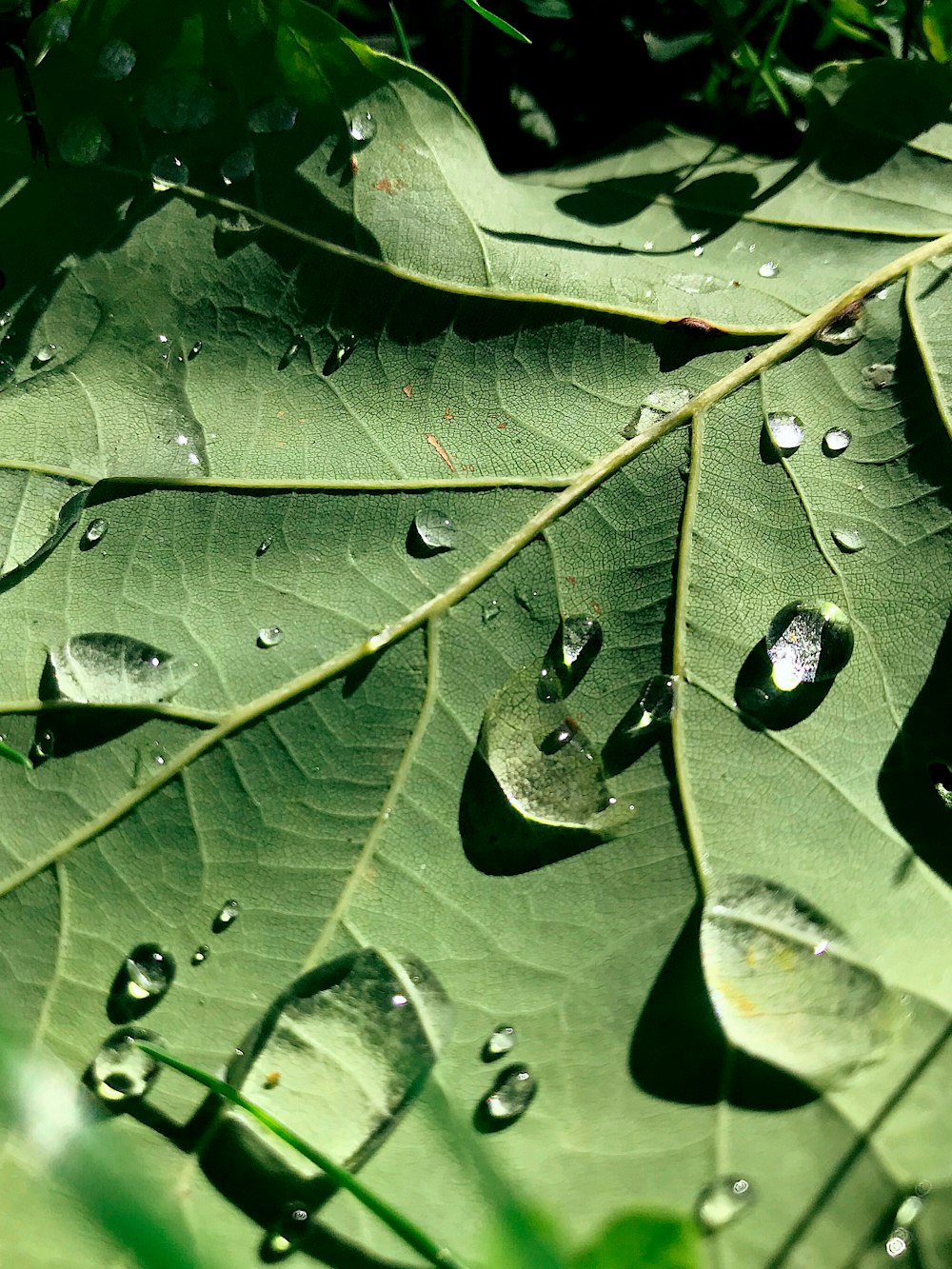 green-leafed plant