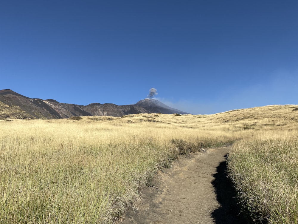 dirt road beside plant field