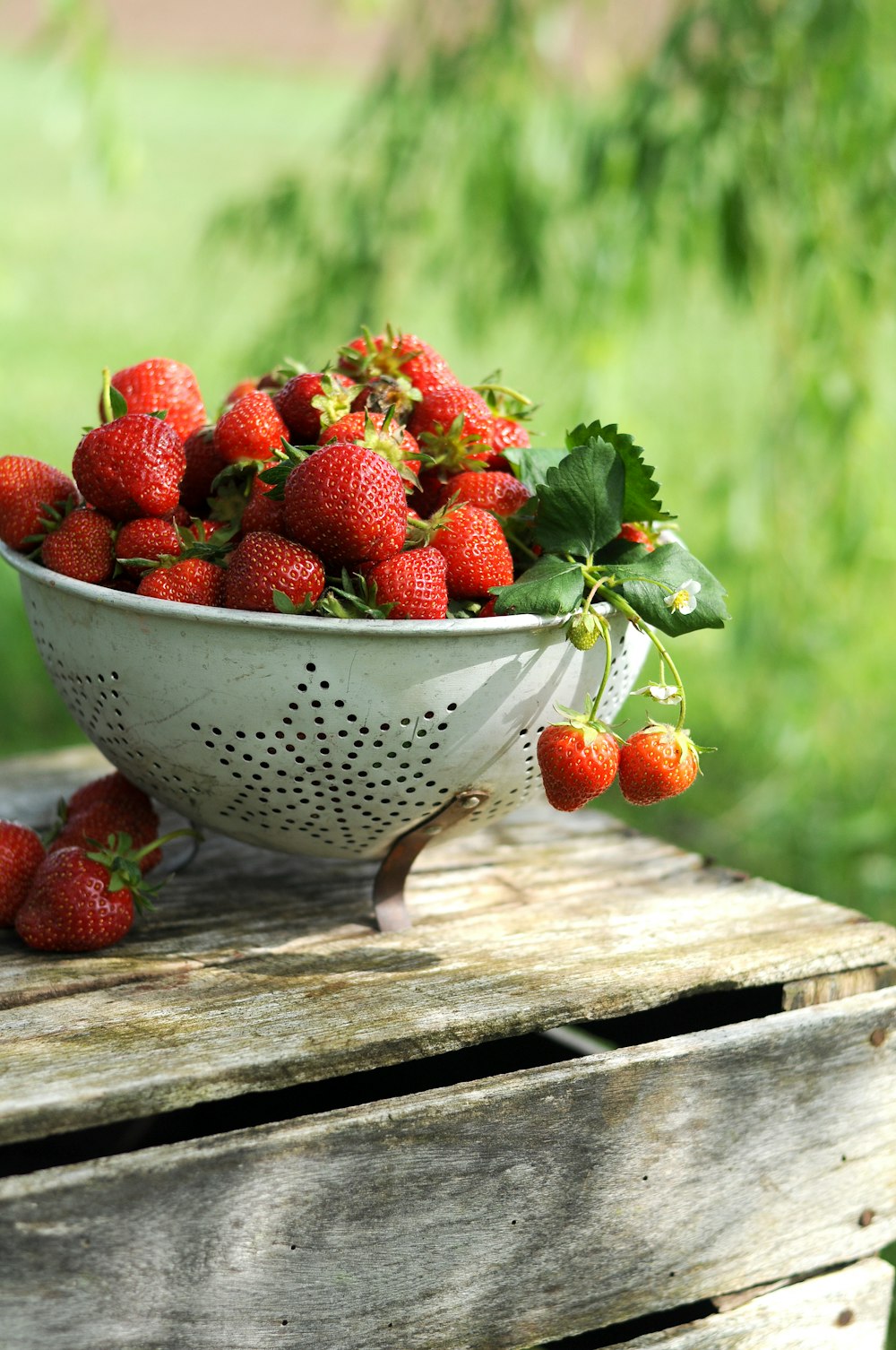 Un colador blanco relleno de muchas fresas maduras