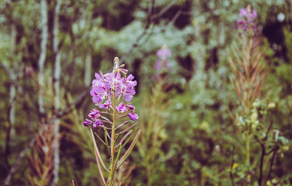 purple flowers