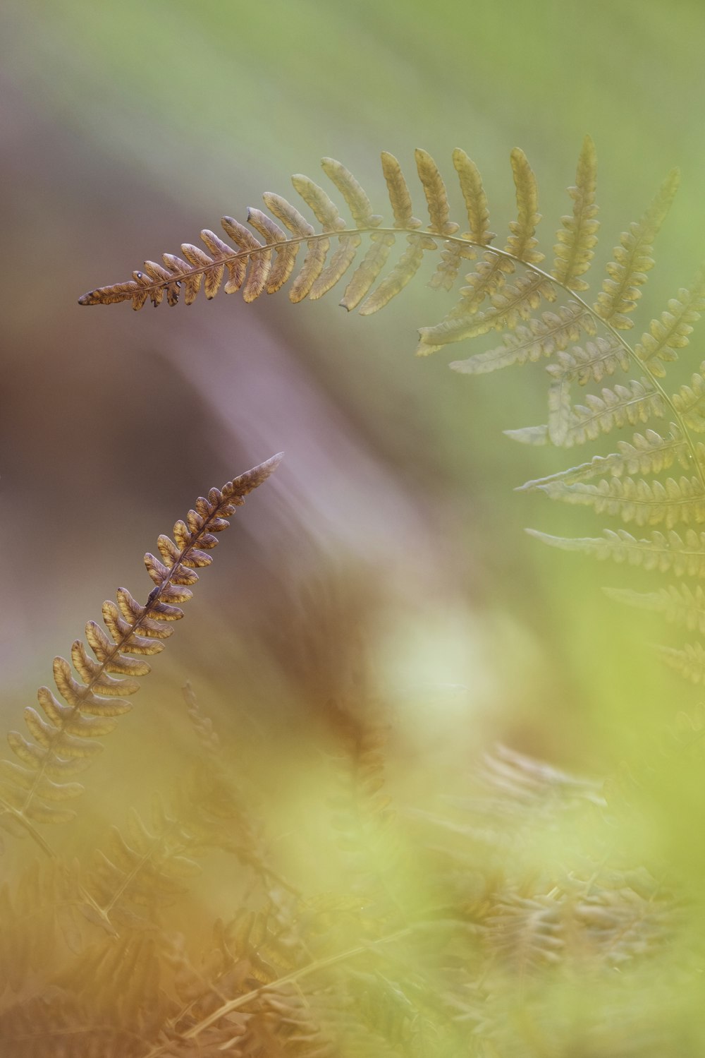 brown leafed plant