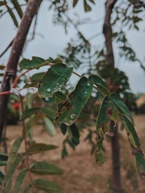 Close-up of green leaves with visible brown spots and water droplets. The leaves appear to be damaged or affected by disease. A branch is seen in the background with other leaves out of focus.