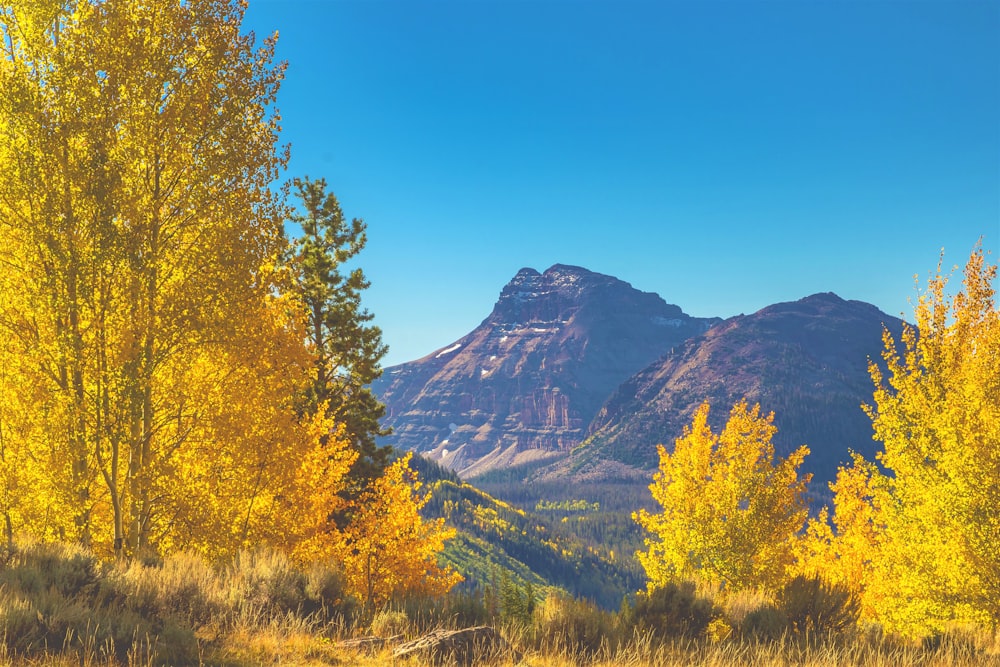 mountain ranges surrounding trees