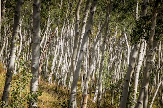A calm birch tree forest with soft sunlight filtering through the leaves.