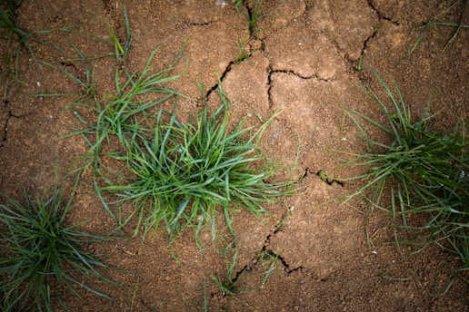 Dry, cracked soil with several clumps of green grass growing sparsely in various areas. The soil appears arid and compact, with visible cracks suggesting lack of moisture.
